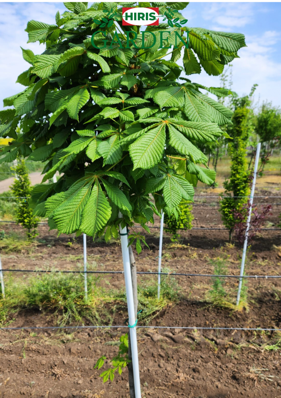 Aesculus carnea Briottii ( Castan roșu ) [1]