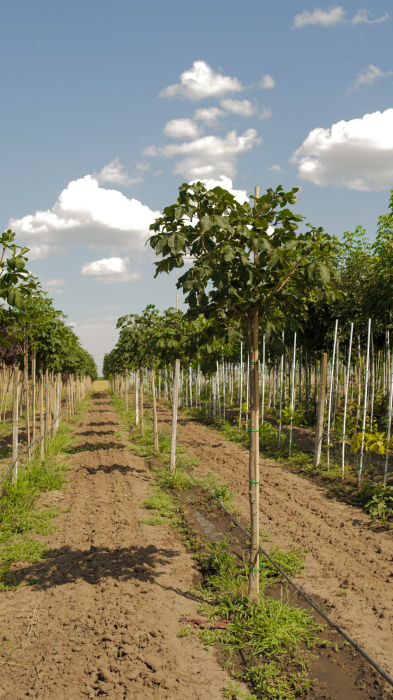 Aesculus × carnea Briotii – castan roșu ornamental [2]
