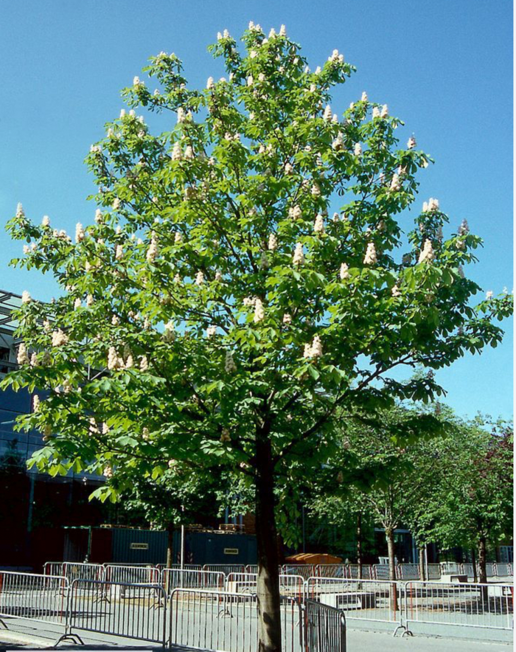 Aesculus Hippocastanum- (Castan Alb) [2]