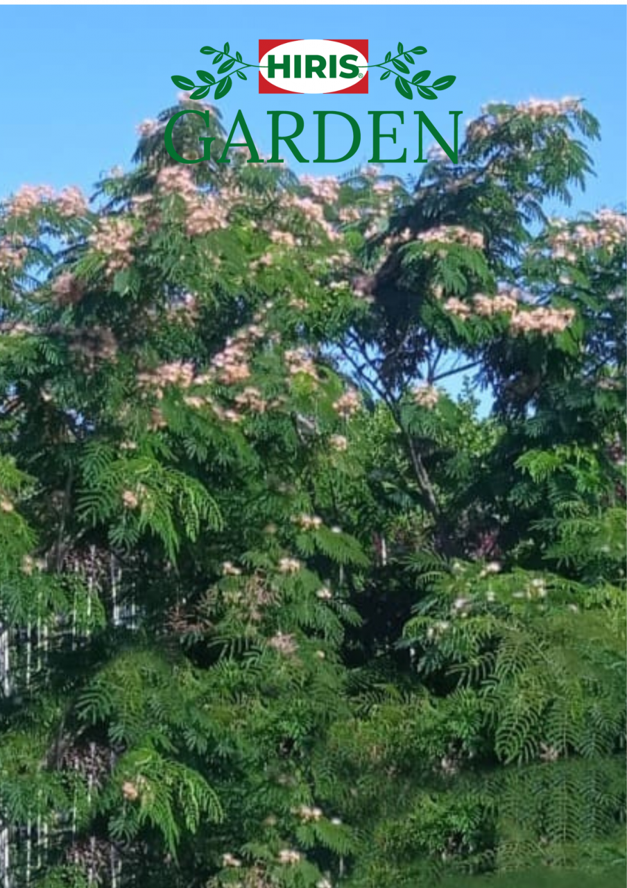 Albizia julibrissin (Arbore de mătase) [2]