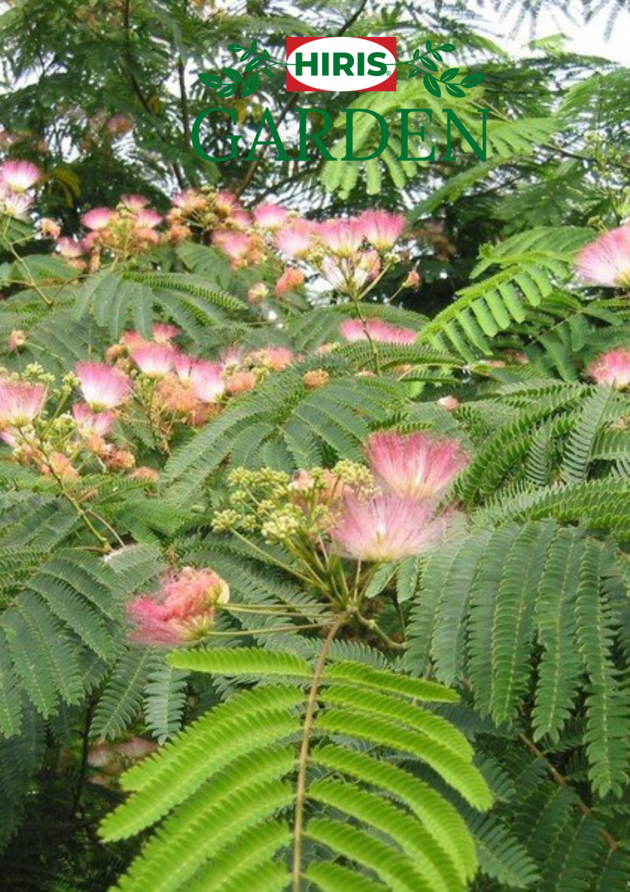 Albizia julibrissin (Arbore de mătase) [1]