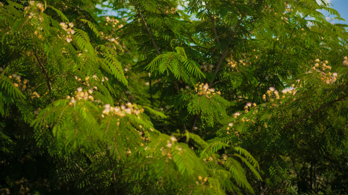 Albizia julibrissin – arbore de mătase cu flori roz [2]