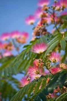 Albizia julibrissin (Arbore de mătase) [3]