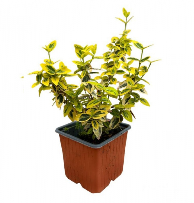 Arbustul  Euonymus Emerald n Gold 20 CM [5]