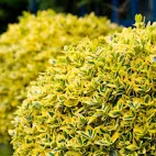 Arbustul  Euonymus Emerald n Gold 20 CM [3]