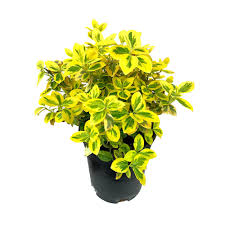 Arbustul  Euonymus Emerald n Gold 20 CM [2]