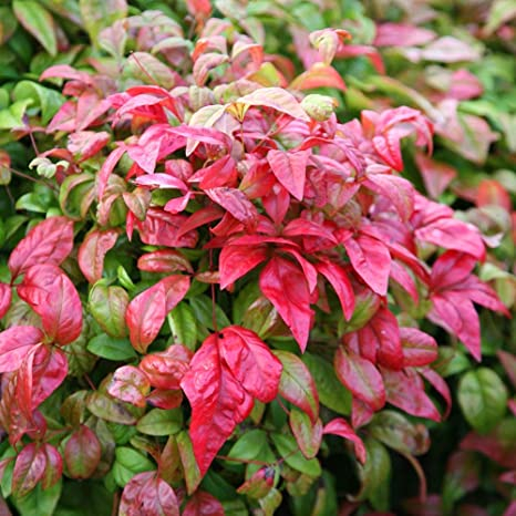 Nandina Domestica Baie de Lune