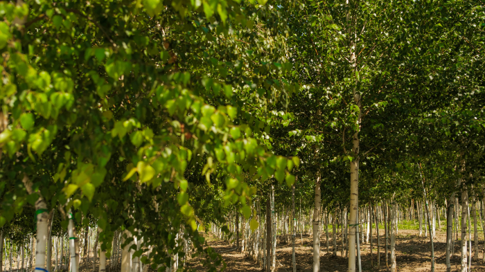 Betula pendula – mesteacăn alb ornamental [5]