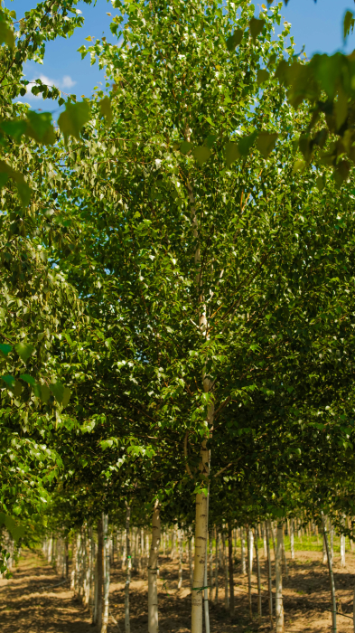 Betula pendula – mesteacăn alb ornamental [3]
