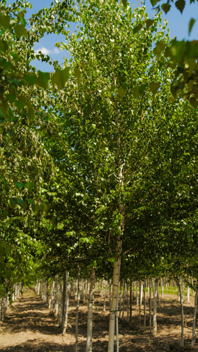 Betula pendula – mesteacăn alb ornamental [4]