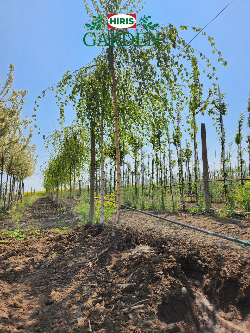 Betula pendula 'Youngii' [1]