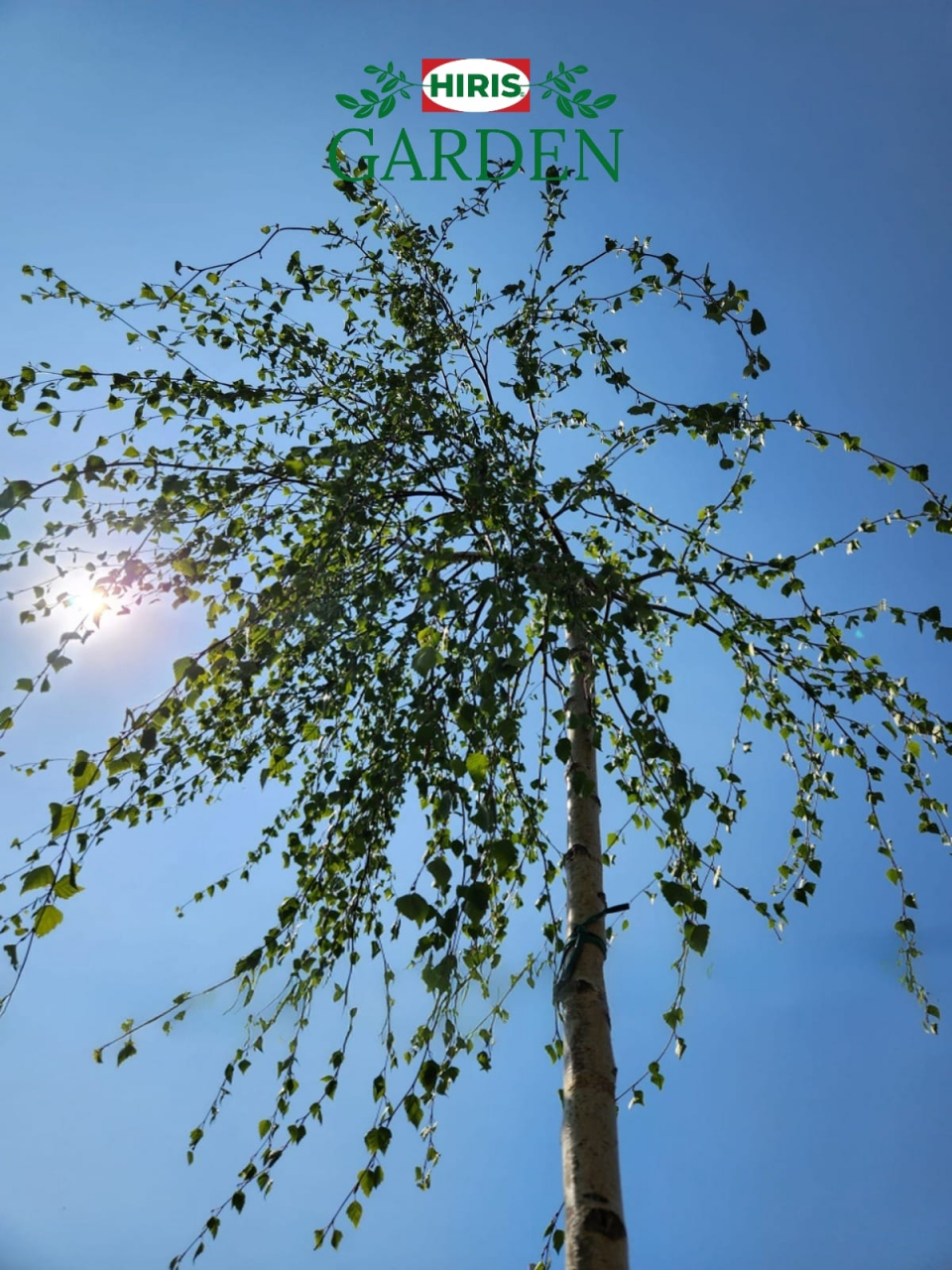 Betula pendula 'Youngii' [2]