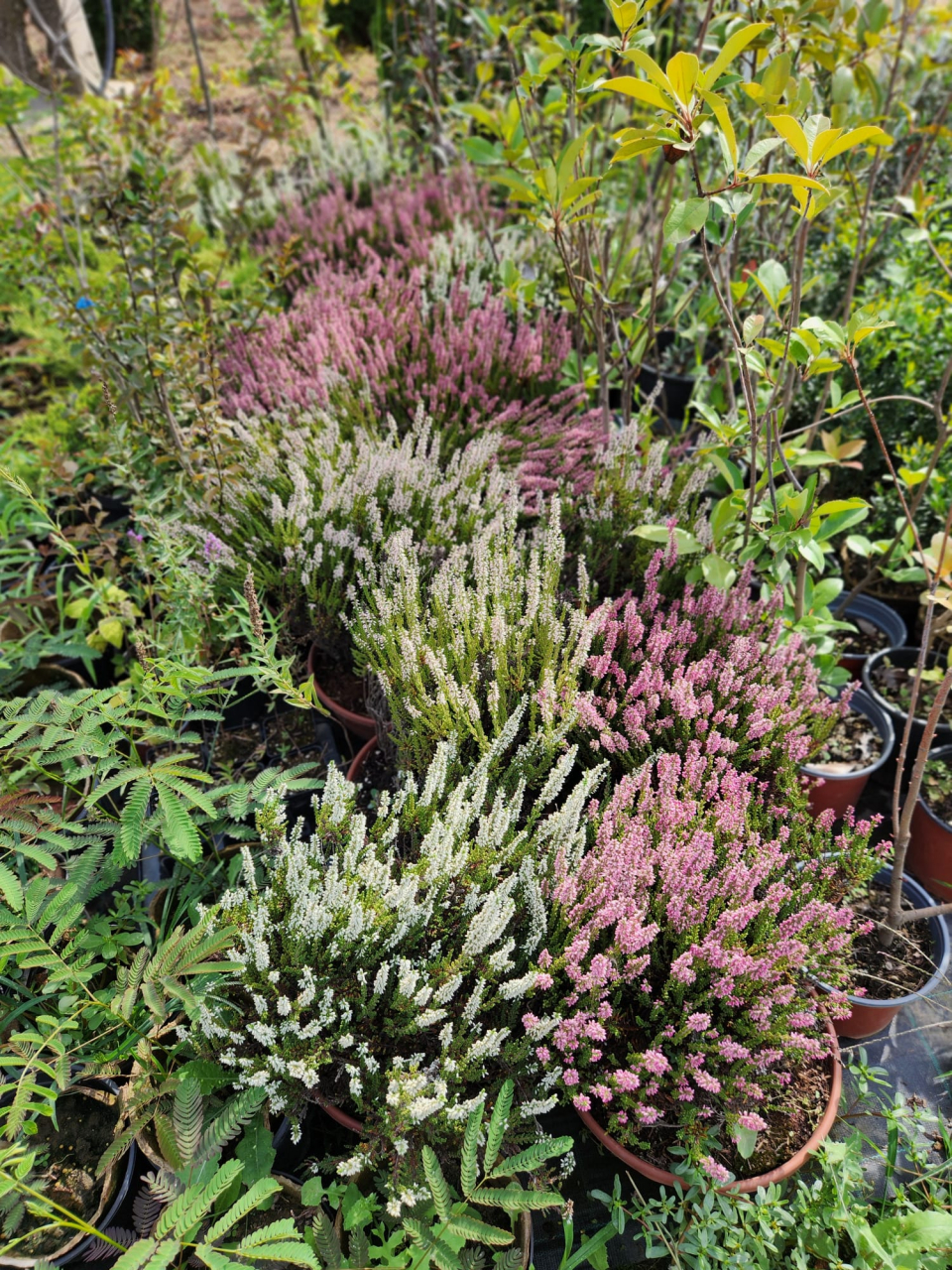 Calluna Vulgaris [3]