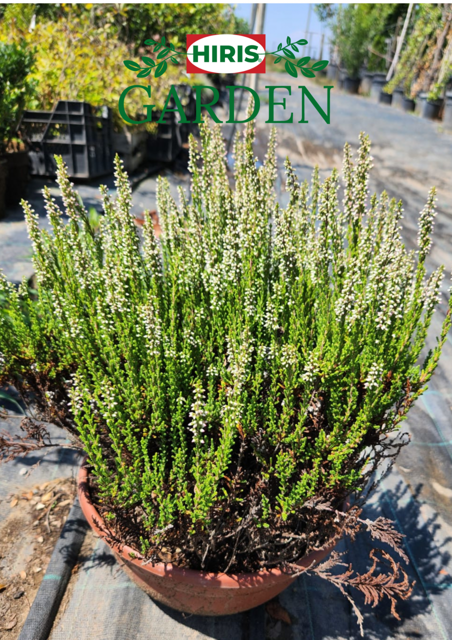 Calluna Vulgaris [1]