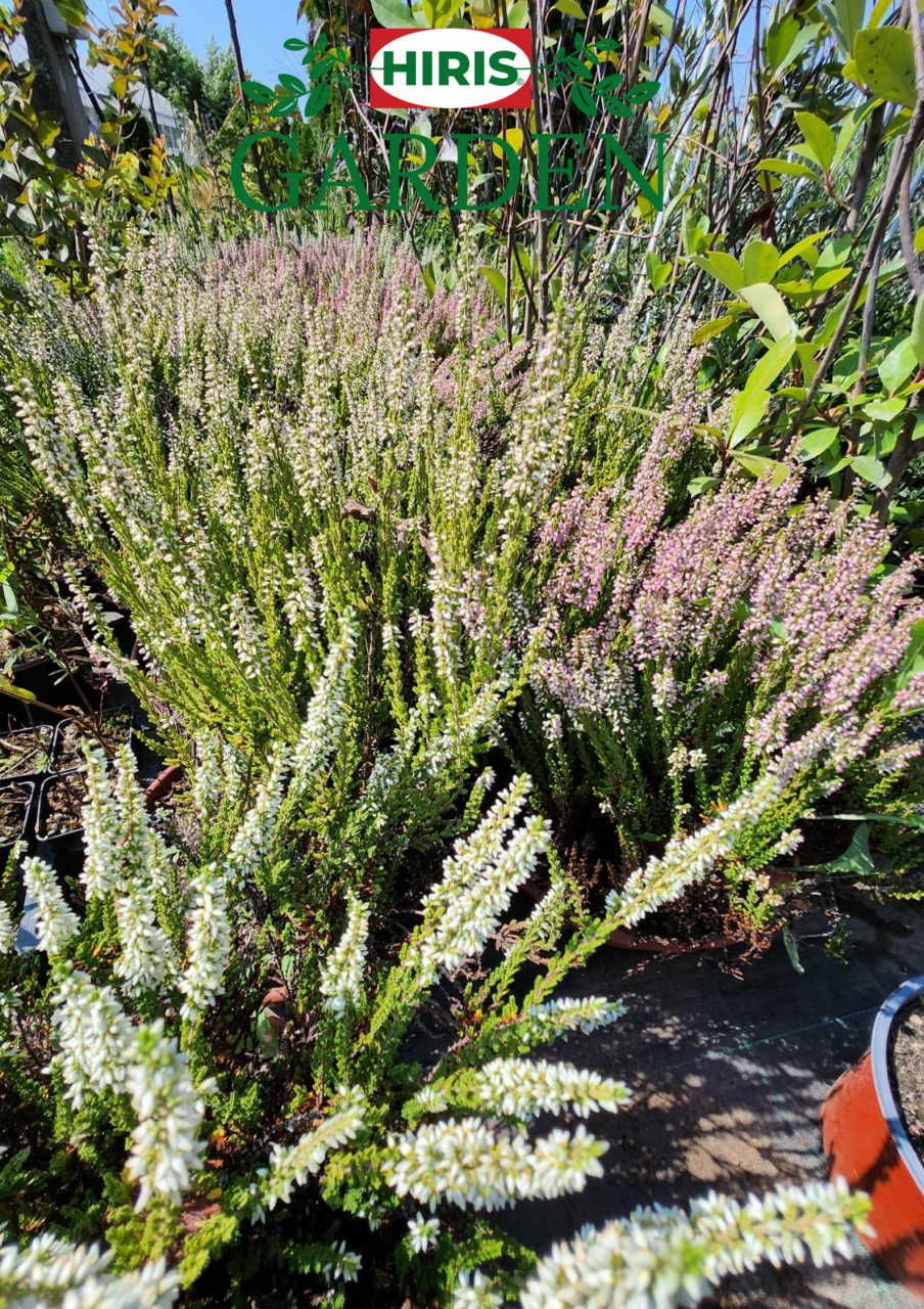 Calluna Vulgaris [2]