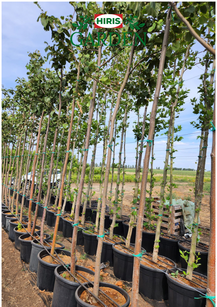 Carpinus betulus în ghiveci [1]