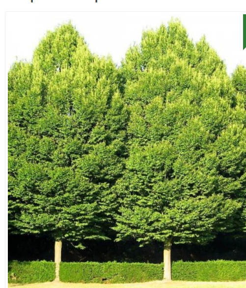 Carpinus Betulus (Carpen) [1]