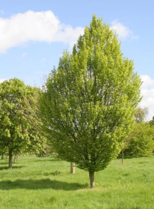 Carpinus Betulus (Carpen) [2]