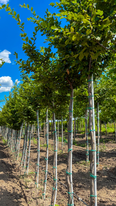 Carpinus betulus – carpen la ghiveci de 90 L [2]