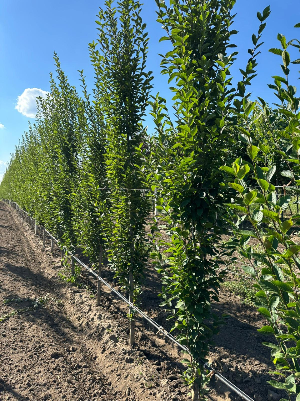Carpinus Betulus Fastigiata (Carpen Columnar) 300-400 cm [1]
