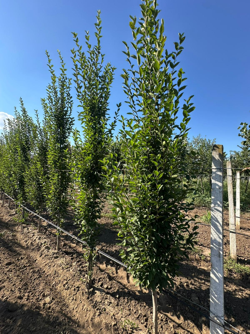 Carpinus Betulus Fastigiata (Carpen Columnar) 300-400 cm [3]