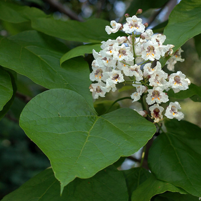 Catalpa Bignonioides Nana (Globulara) [2]