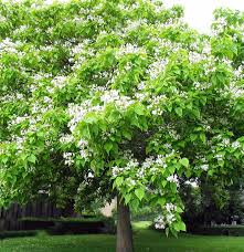 Catalpa Bignonioides Nana (Globulara) [3]