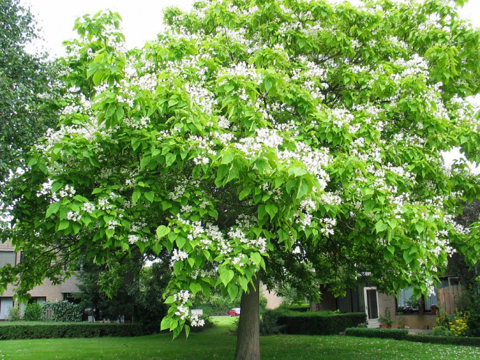 Catalpa Bignonioides Nana (Globulara) [4]