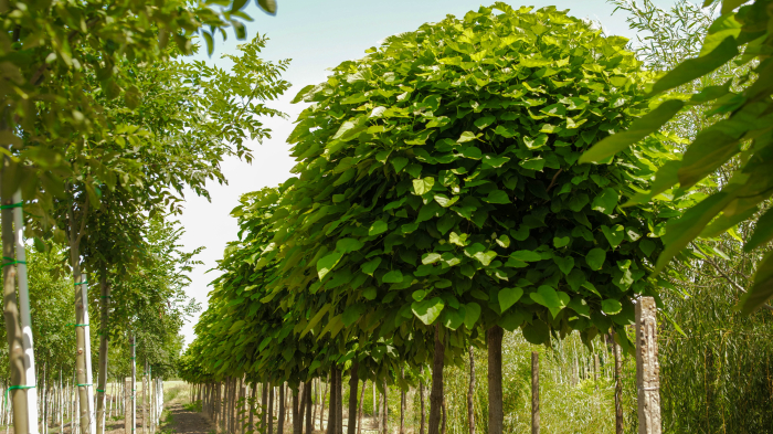 Catalpa bignonioides Nana – catalpa globulară de talie mare [2]