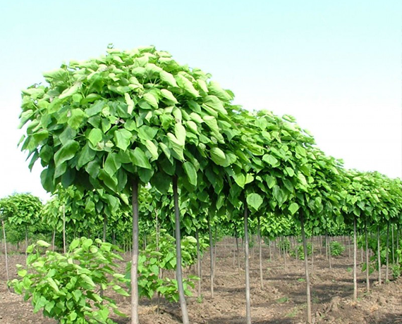 CATALPA NANA GLOBULARA [3]