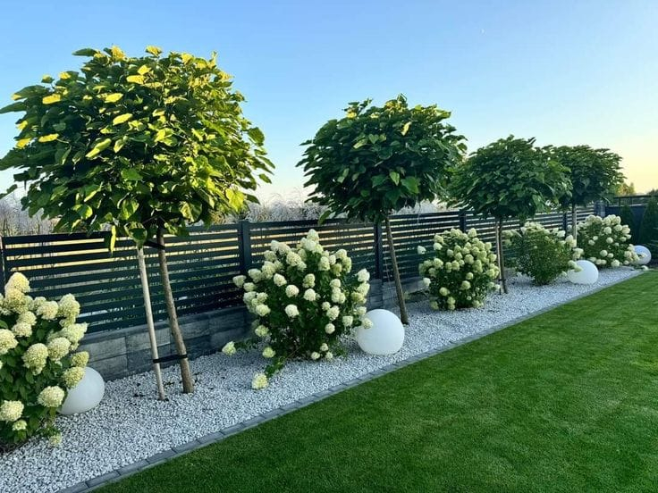CATALPA NANA GLOBULARA [4]