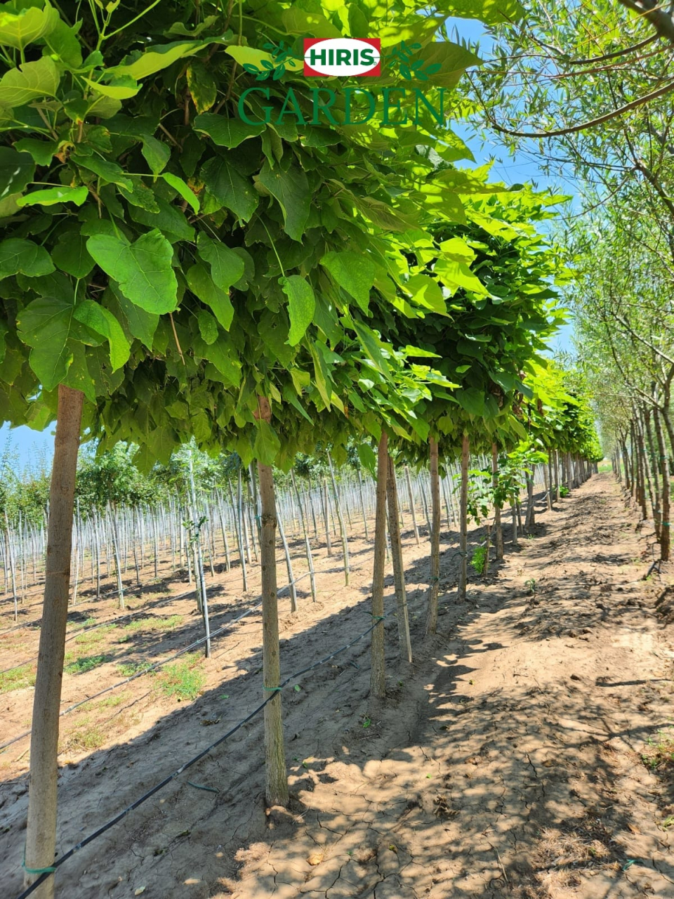 CATALPA NANA GLOBULARA [2]