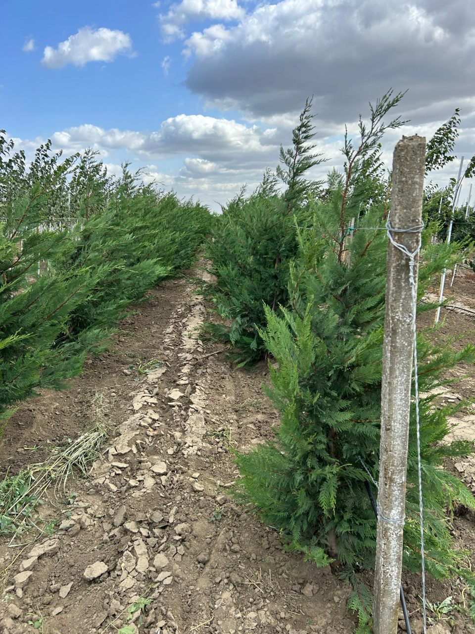 Chamaecyparis Leylandii [4]