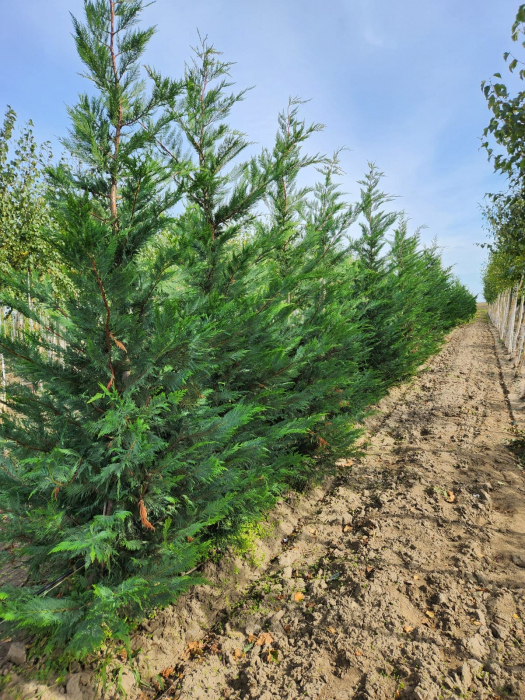 Chamaecyparis Leylandii [3]