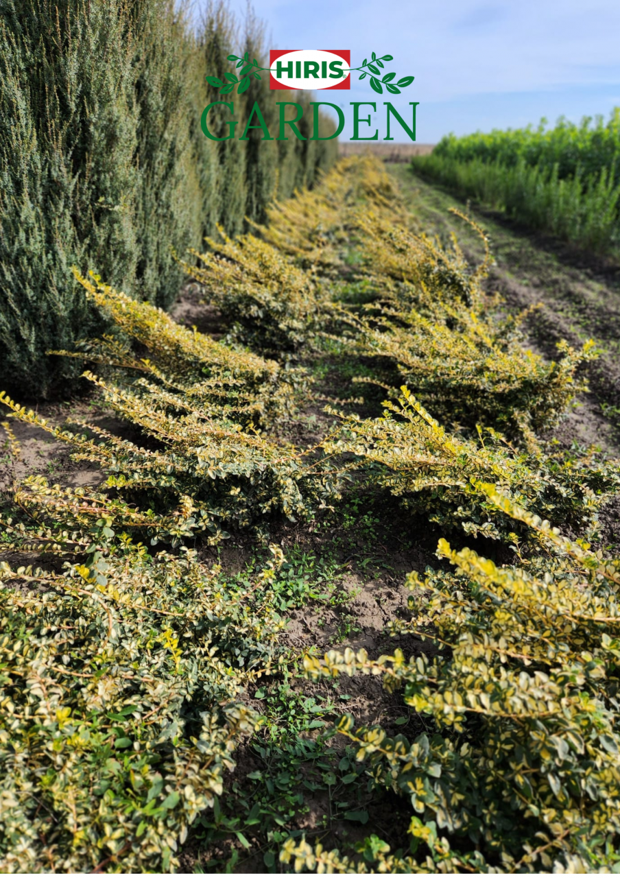 Euonymus fortunei 'Emerald Gaiety'- pentru gradini racoroase [1]