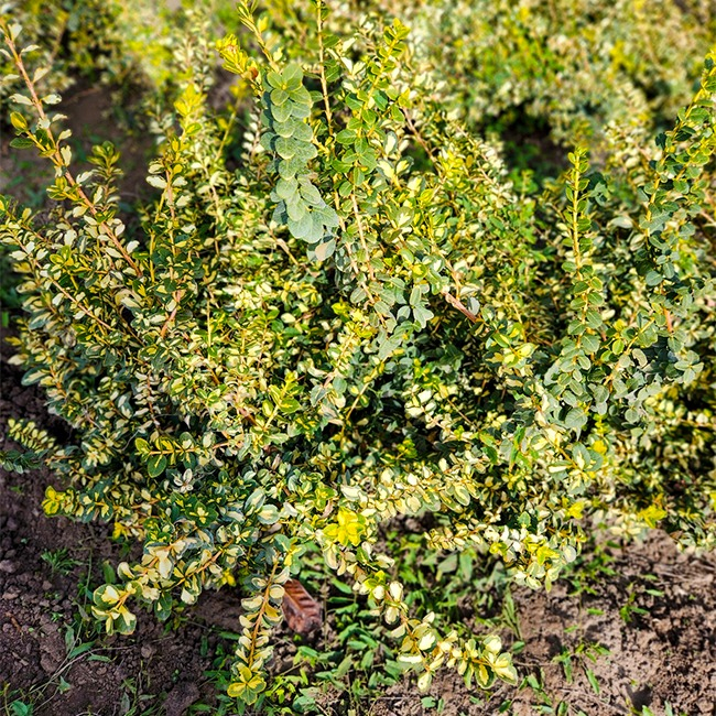 Euonymus fortunei 'Emerald Gaiety'- pentru gradini racoroase [3]