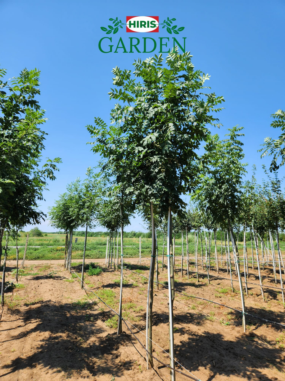 Frasin (Fraxinus excelsior) [1]