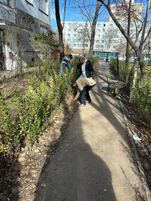gard viu lemn cainesc Ligustrum ovalifolium [7]