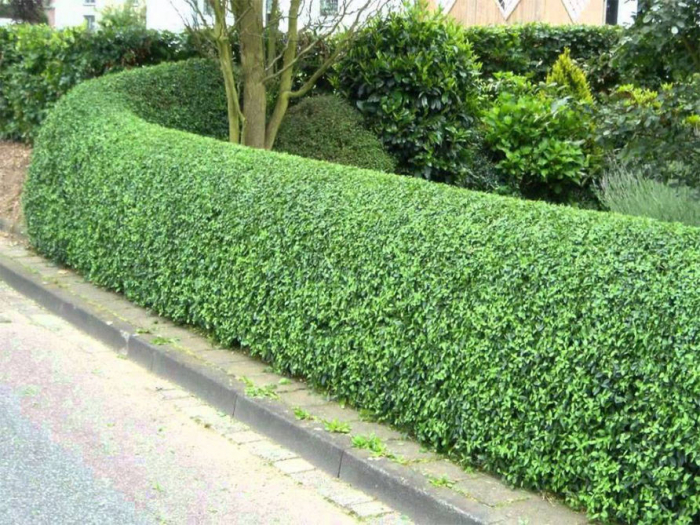 gard viu lemn cainesc Ligustrum ovalifolium [3]