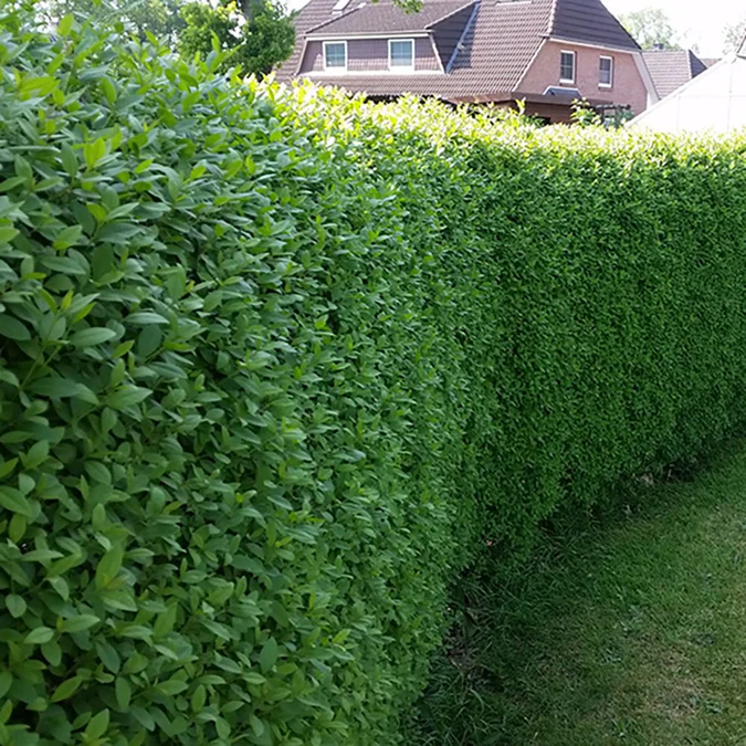 gard viu lemn cainesc Ligustrum ovalifolium [4]