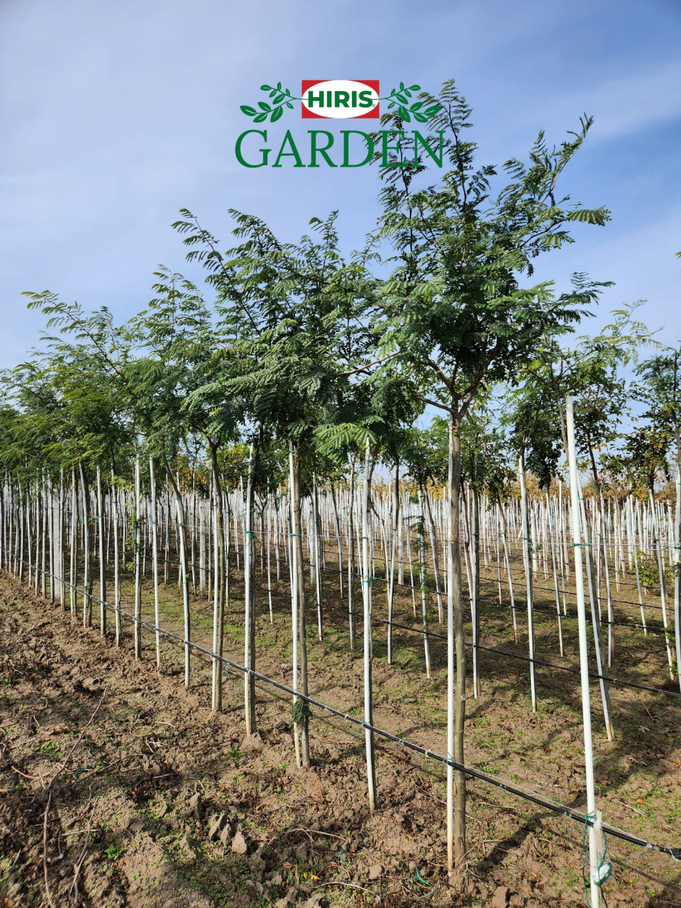 Gleditsia triacanthos Sunburst (Gladita) fara ghimpi [1]