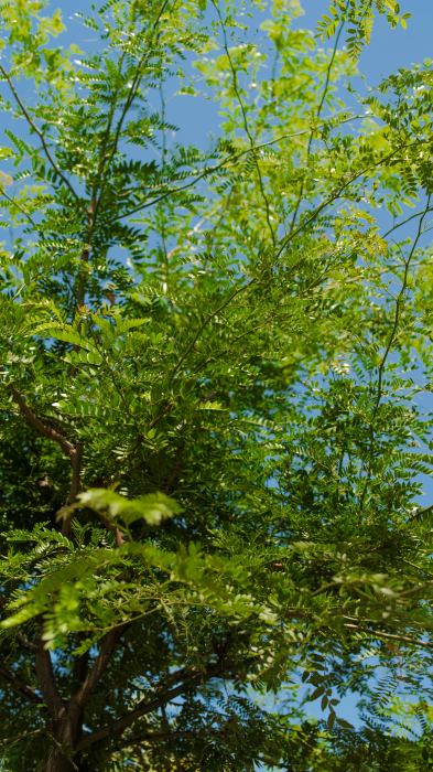 Gleditsia triacanthos Sunburst – glediță fără ghimpi [2]