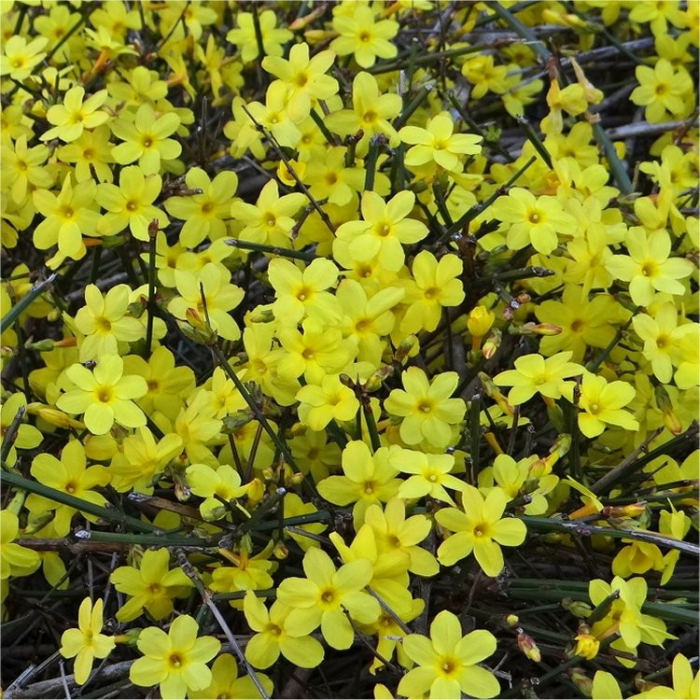 Iasomie de iarna - Jasminum nudiflorum 20-25 cm [1]