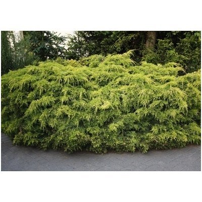Juniperus Horizontalis "Pfitzeriana Aurea" [4]