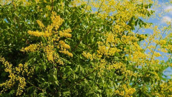 Koelreuteria paniculata – arborele de aur cu flori galbene [2]