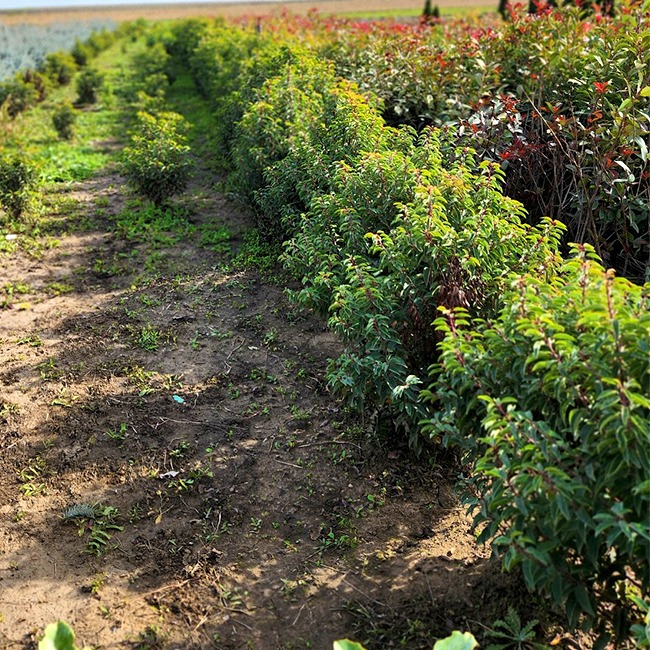 Prunus  Laurocerasus Lusitanica cunoscut popular ca laurul portughez, este un arbust veșnic verde, originar din sud-vestul Europei și nord-vestul Africii. Este apreciat pentru frunzele sale lucioase, de culoare verde închis, și pentru forma sa compactă. [4]