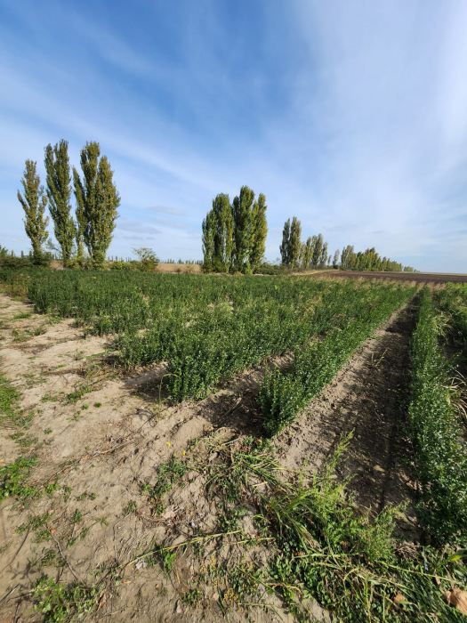 gard viu lemn cainesc Ligustrum ovalifolium [5]