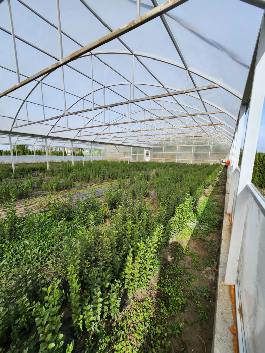 gard viu lemn cainesc Ligustrum ovalifolium [8]