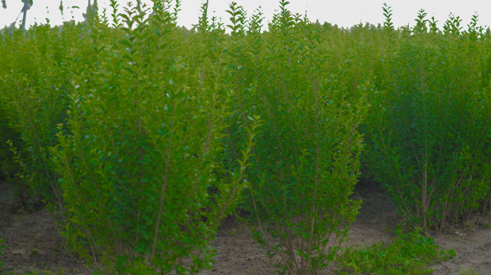 Ligustrum ovalifolium – lemn-câinesc pentru gard viu [9]