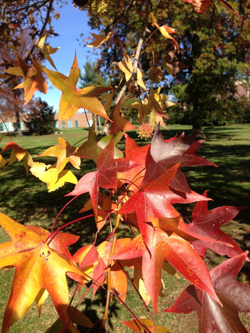 Liquidambar styraciflua (Arbore de gumă) [2]